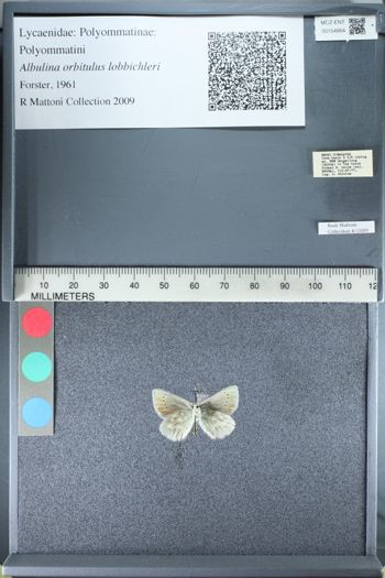 Media type: image;   Entomology 154864